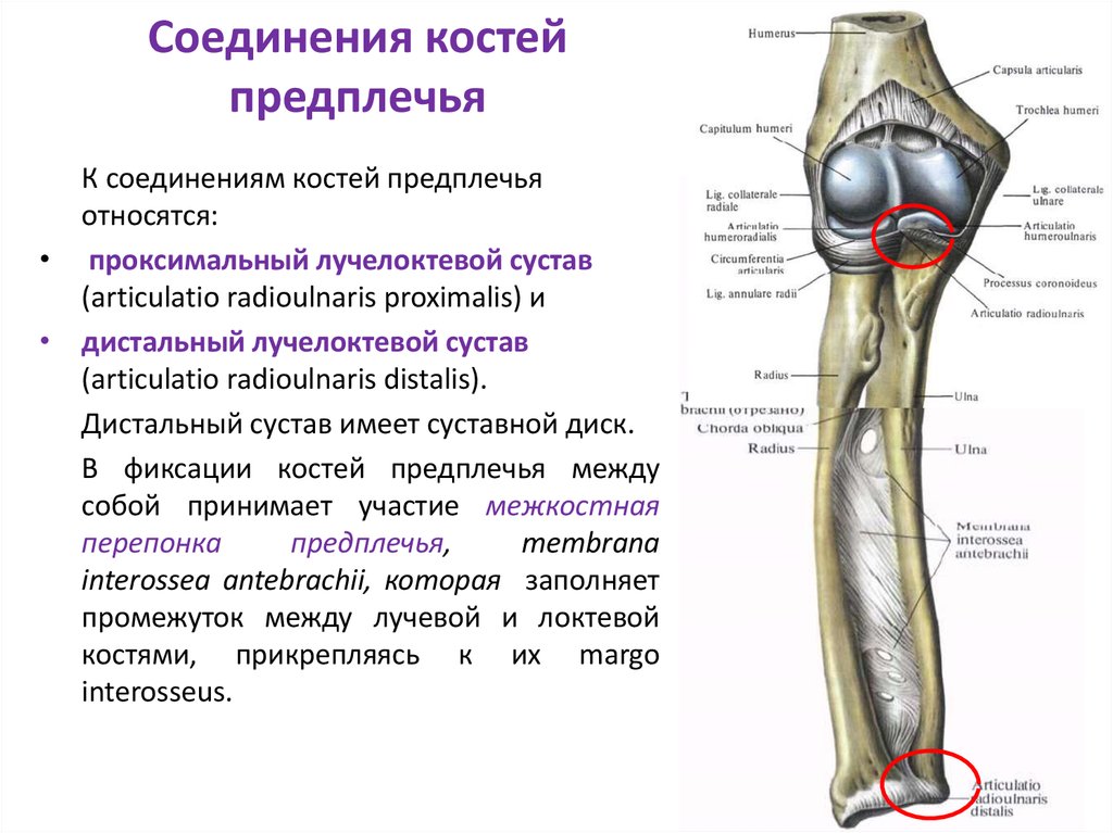 Кости соединяются с помощью суставов