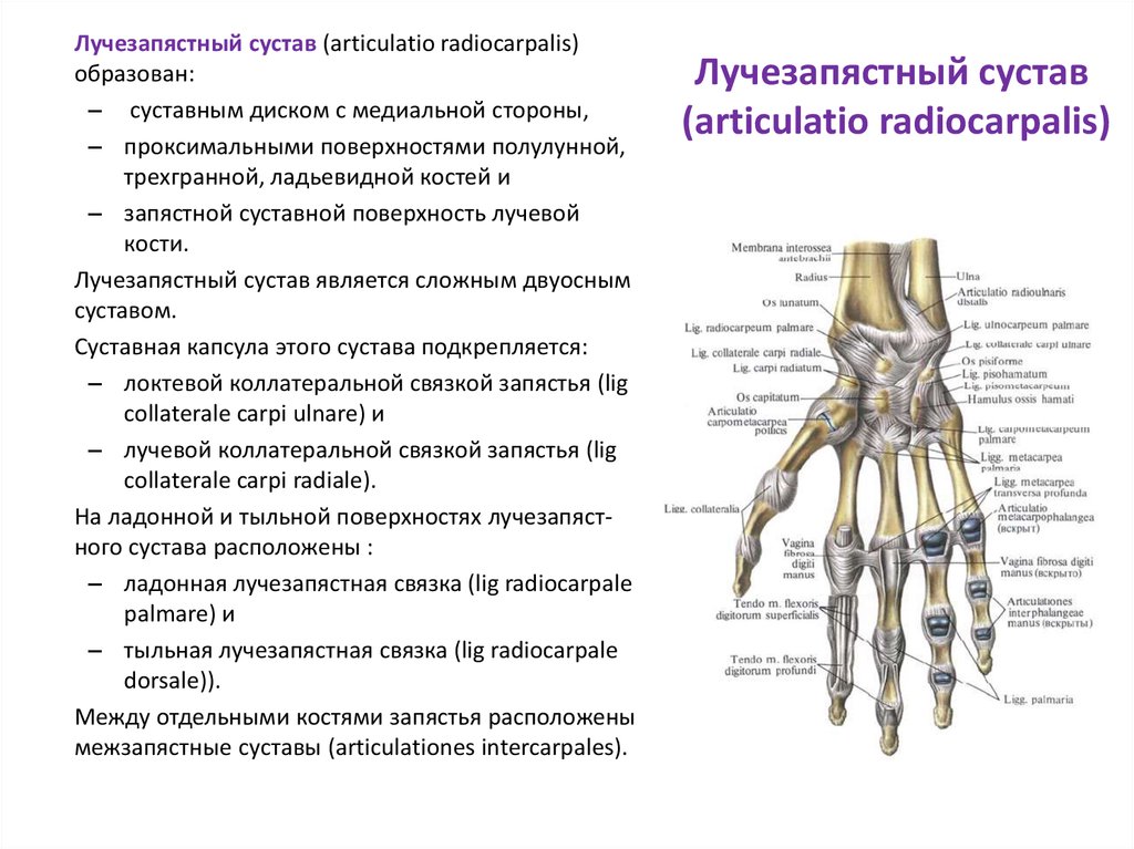 Соединения костей запястья. Лучезапястный сустав строение и функции. 2 Пястно фаланговый сустав кисти. Лучезапястный сустав анатомия строение. Лучезапястный сустав (articulatio radiocarpalis) классификация.
