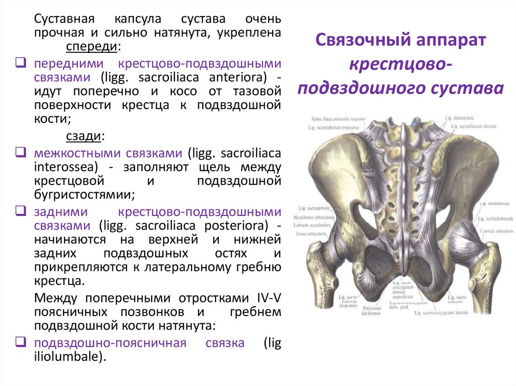Подвздошная кость лечение. Кости крестцово подвздошного сустава. Крестцово-подвздошный сустав функции. Крестцово-подвздошный сустав характеристика. Крестцово копчиковый сустав классификация.