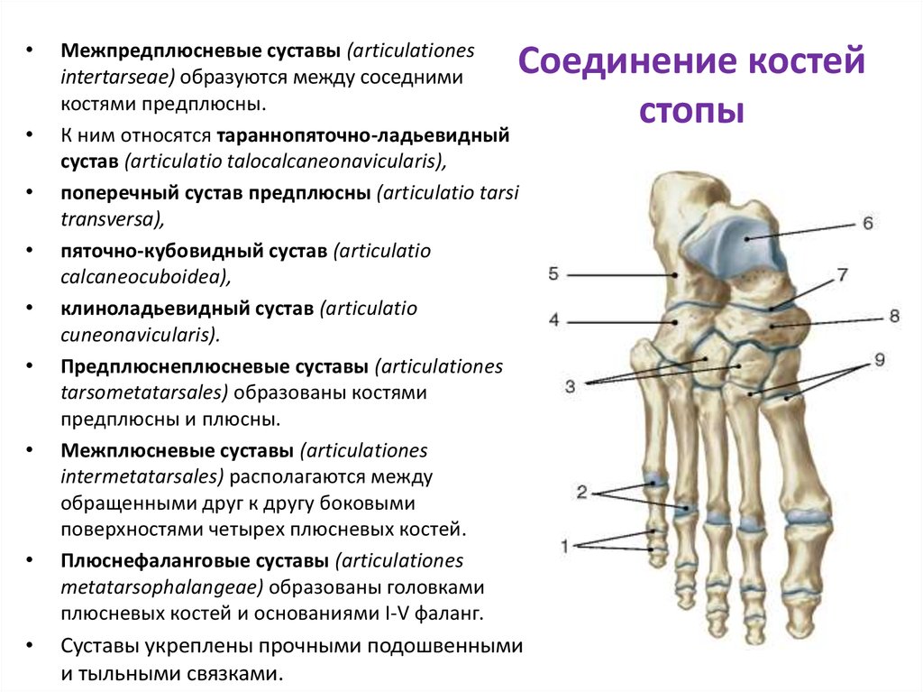 Соединение костей особенности строения конечностей. Соединения костей голени и стопы анатомия. Кости плюсны стопы анатомия. Соединение костей стопы анатомия. Предплюсне-плюсневые суставы строение.