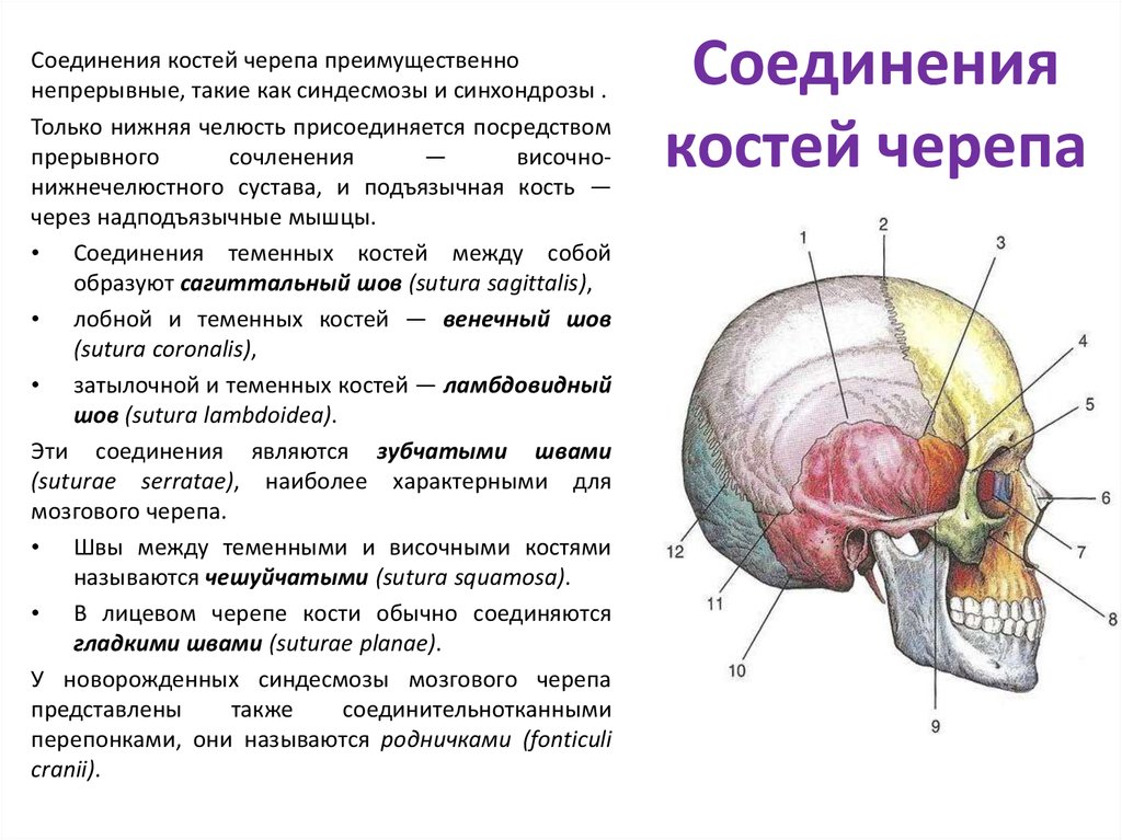 Все кости черепа соединены друг с другом. Тип соединения костей черепа. Соединение костей мозгового отдела черепа. Тип соединения костей головного мозга. Тип соединения костей мозгового отдела черепа.