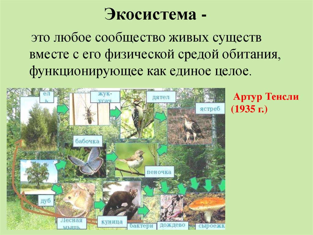 Экосистема презентация 8 класс