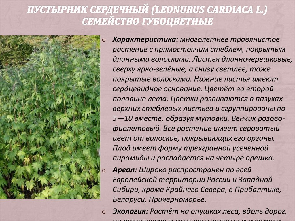 Пустырник сердечный (Leonurus cardiaca L.) Семейство губоцветные