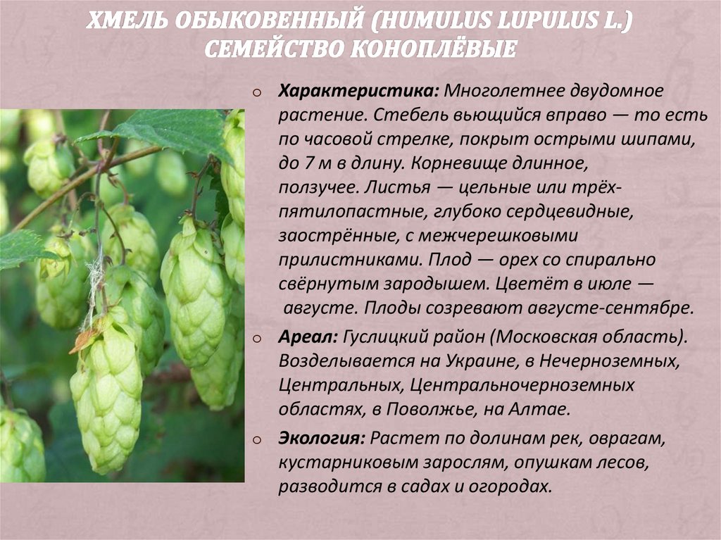 Хмель обыковенный (Humulus lupulus L.) семейство коноплёвые