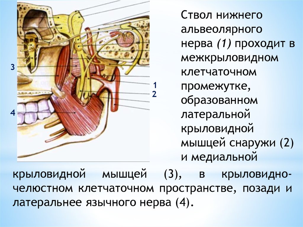 Иннервация нижней челюсти презентация