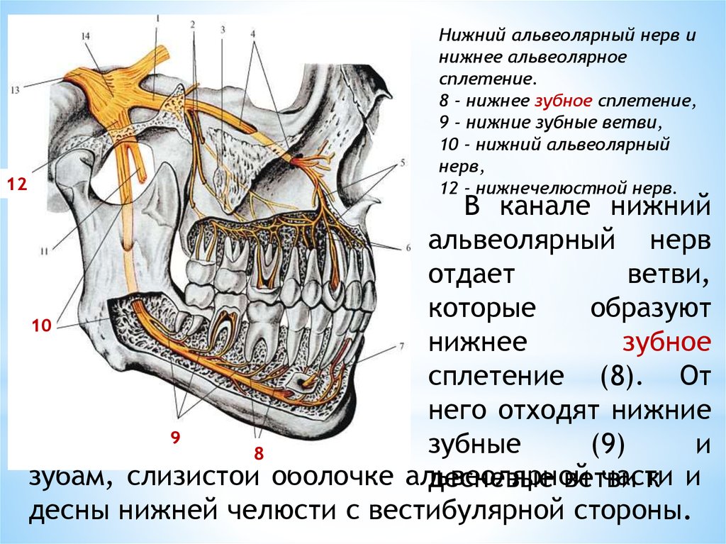 Иннервация нижней челюсти презентация