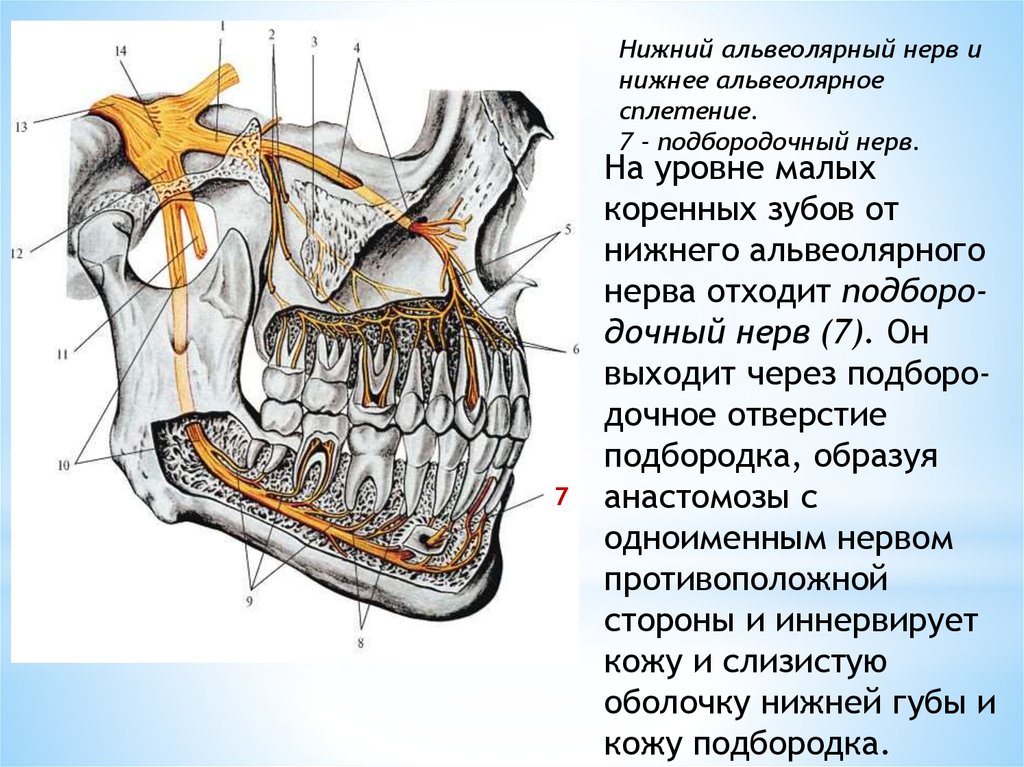 Лицевой нерв челюсти. Иннервация ротовой полости анатомия. Анатомия челюсти иннервация. Строение губ иннервация, кровоснабжение. Нижняя челюсть анатомия нервы и артерии.