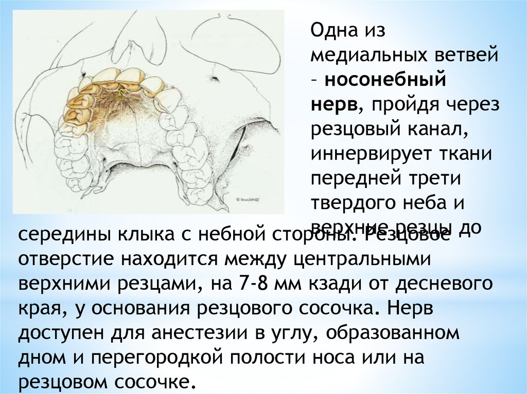 Иннервация нижней челюсти презентация