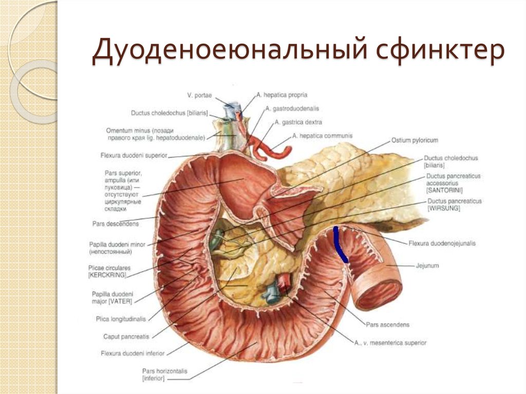 Дуоденоеюнальный сфинктер