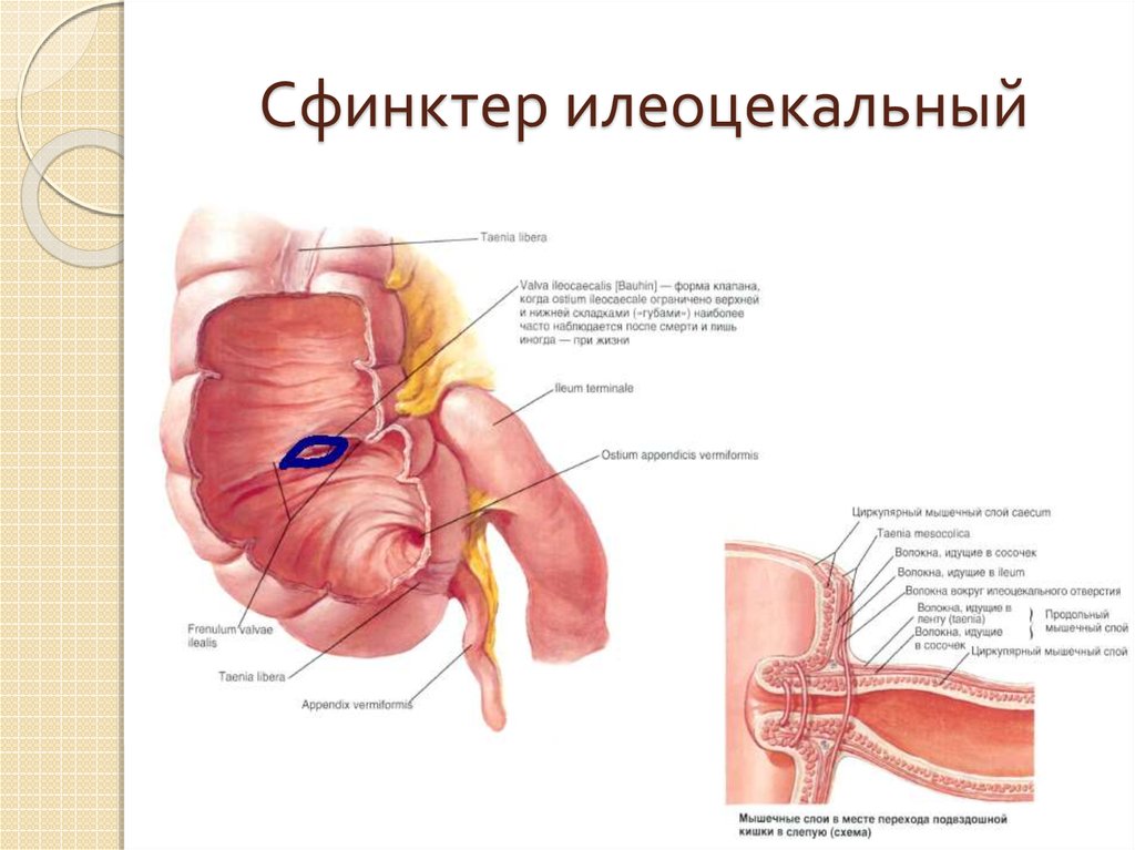 Сфинктер это. Илеоцекальный сфинктер расположен. Илеоцекальный клапан анатомия. Строение мышц сфинктера.