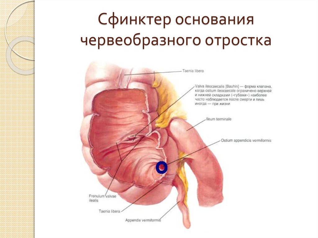 Сфинктер это. Основание червеобразного отростка. Сфинктер схема.