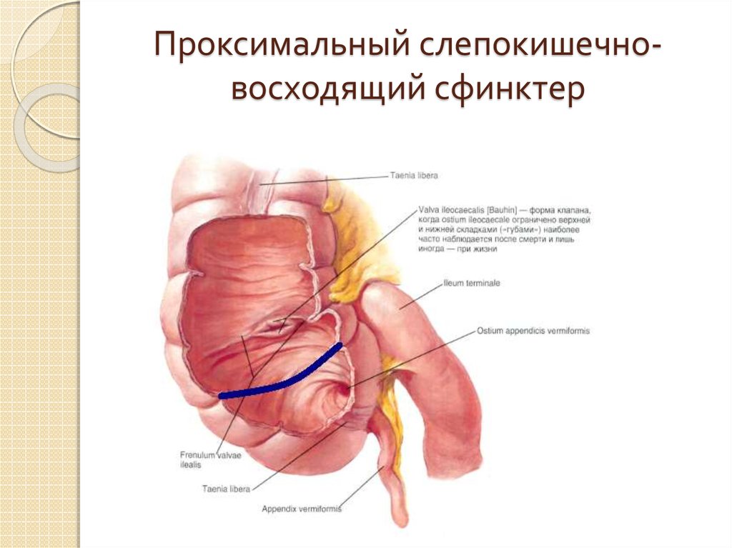 Сфинктер проходим. Сфинктеры кишечника человека. Сфинктеры пищеварительной системы.