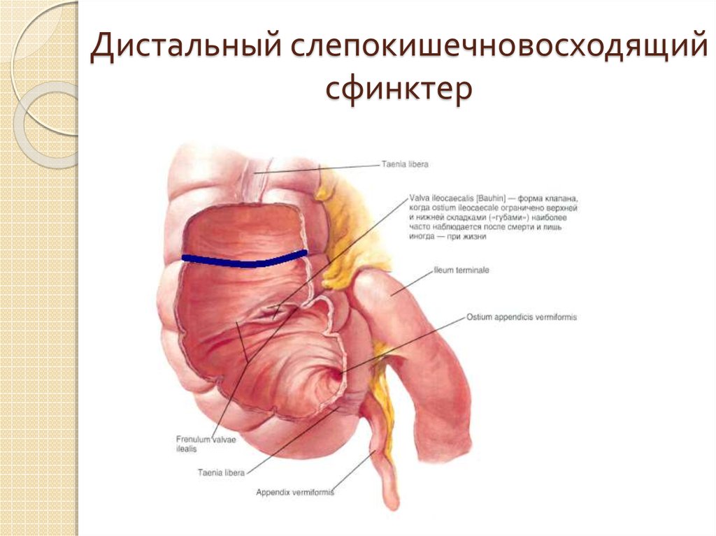 Сфинктеры толстой кишки схема