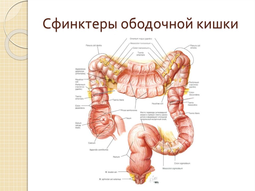 Прямая кишка на рисунке