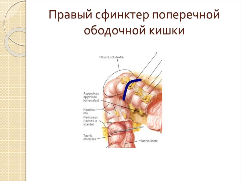 Сфинктеры толстой кишки схема