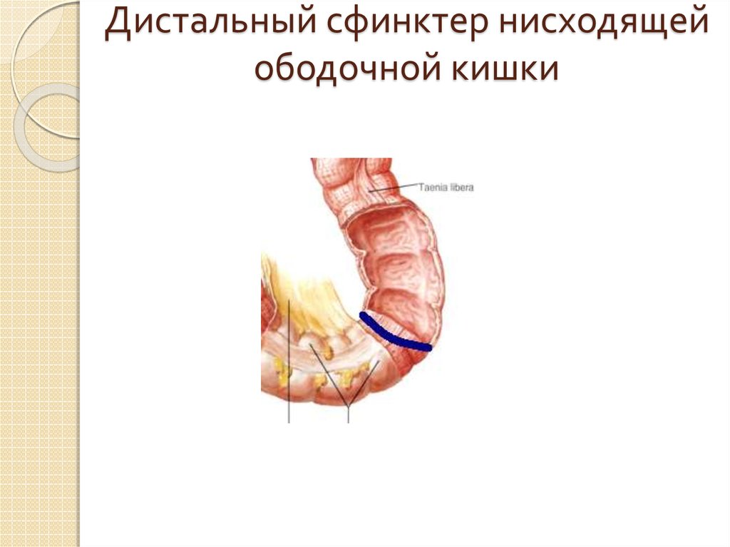 Сфинктеры в организме человека. Сфинктеры толстой кишки схема.