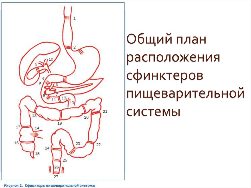 Сфинктеры нервная система. Сфинктеры пищеварительной системы. Расположение сфинктеров в пищеварительной системе.