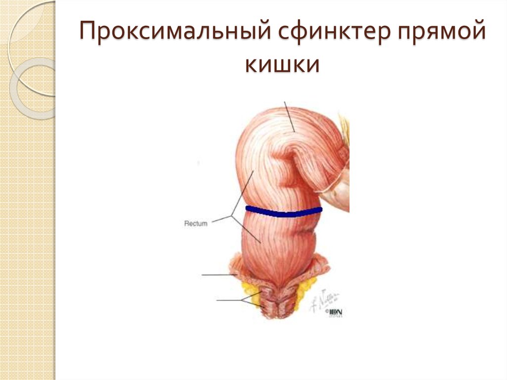 Сфинктеры пищеварительной системы - презентация онлайн