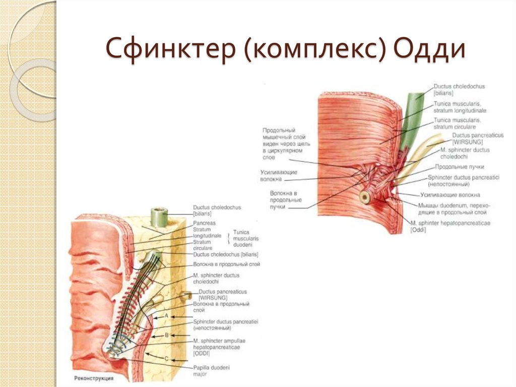 Сфинктер одди расположение на теле человека фото