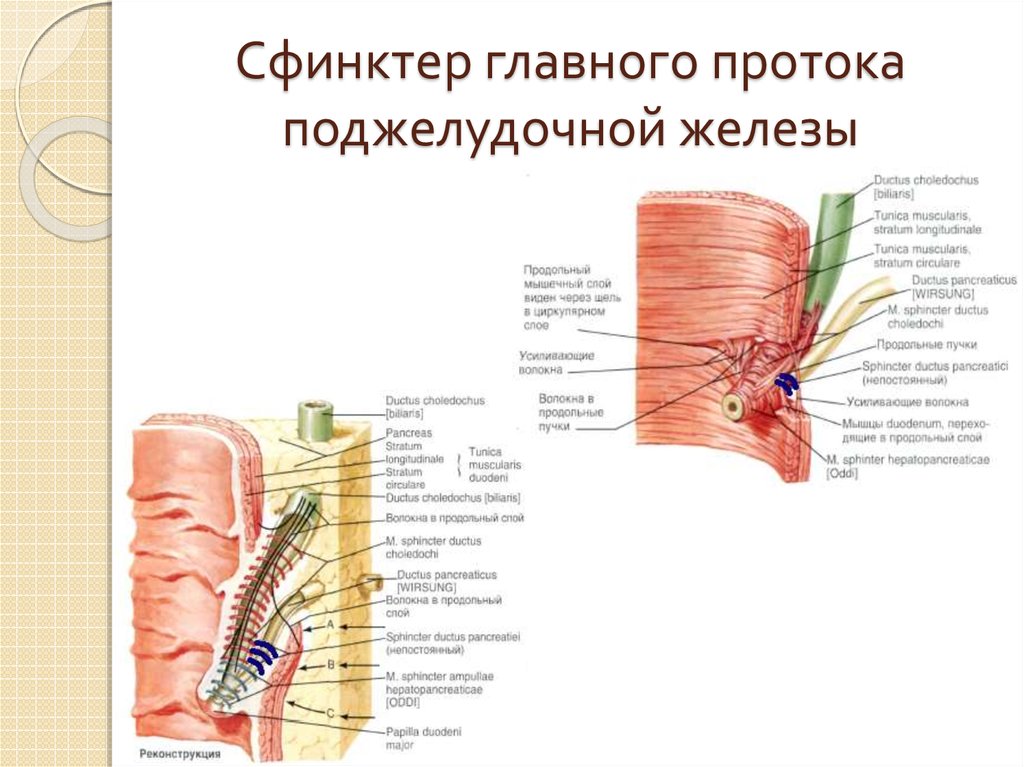 Где Находится Сфинктер Одди Фото