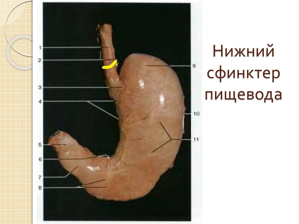 Где находится сфинктер у человека фото