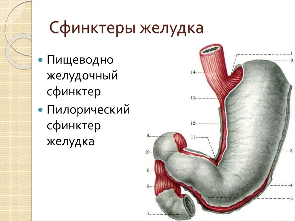 Сфинктер желудка. Пилорический сфинктер желудка. Сфинктеры желудка анатомия. Сфинктер Одди пилорический. Строение пищевода сфинктеры.