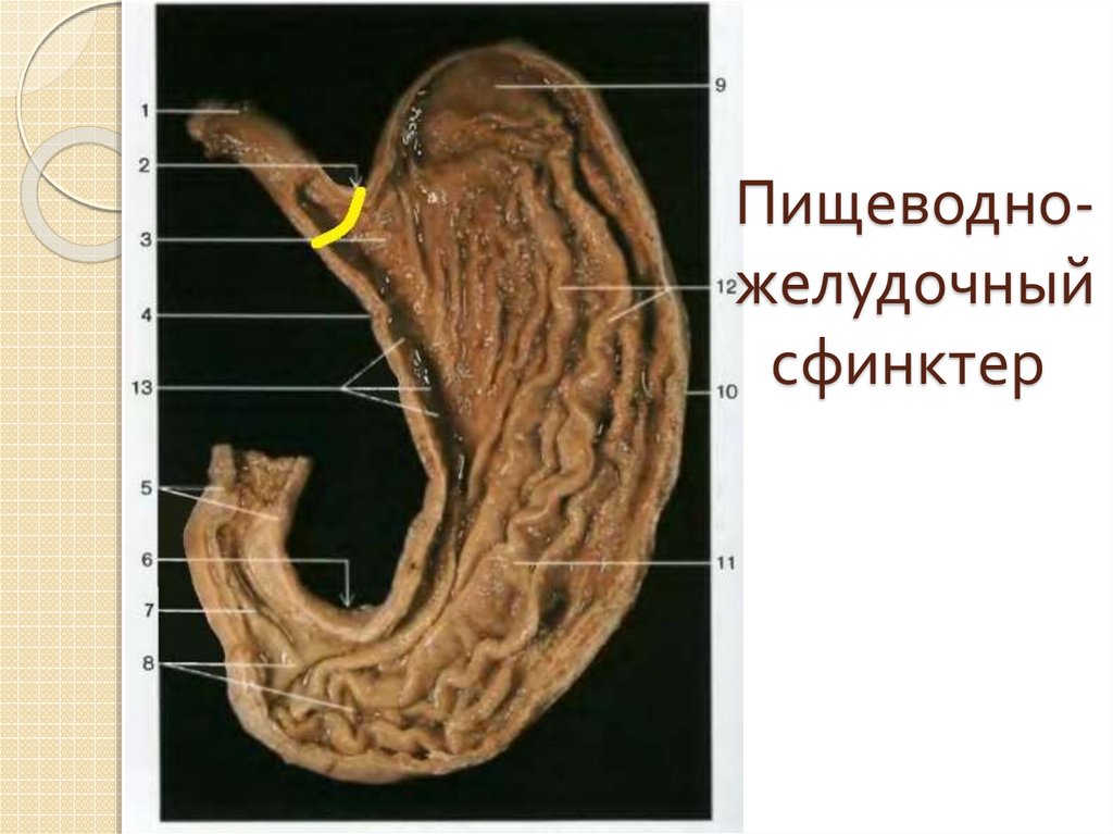 Фото женского сфинктера