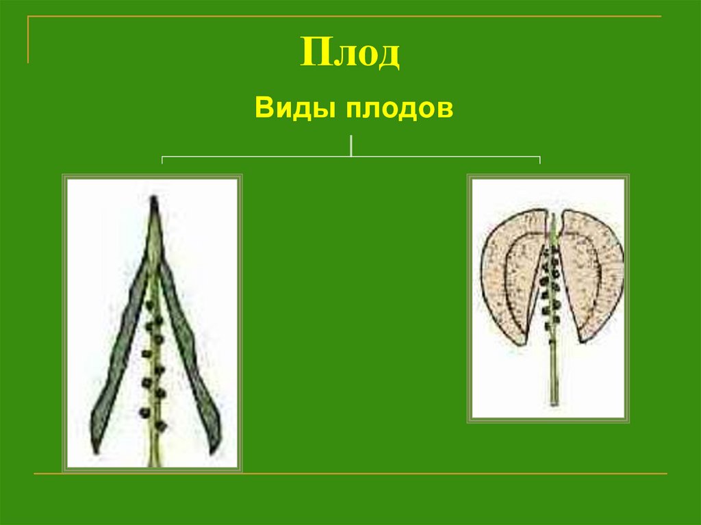 Рисунок плода крестоцветные