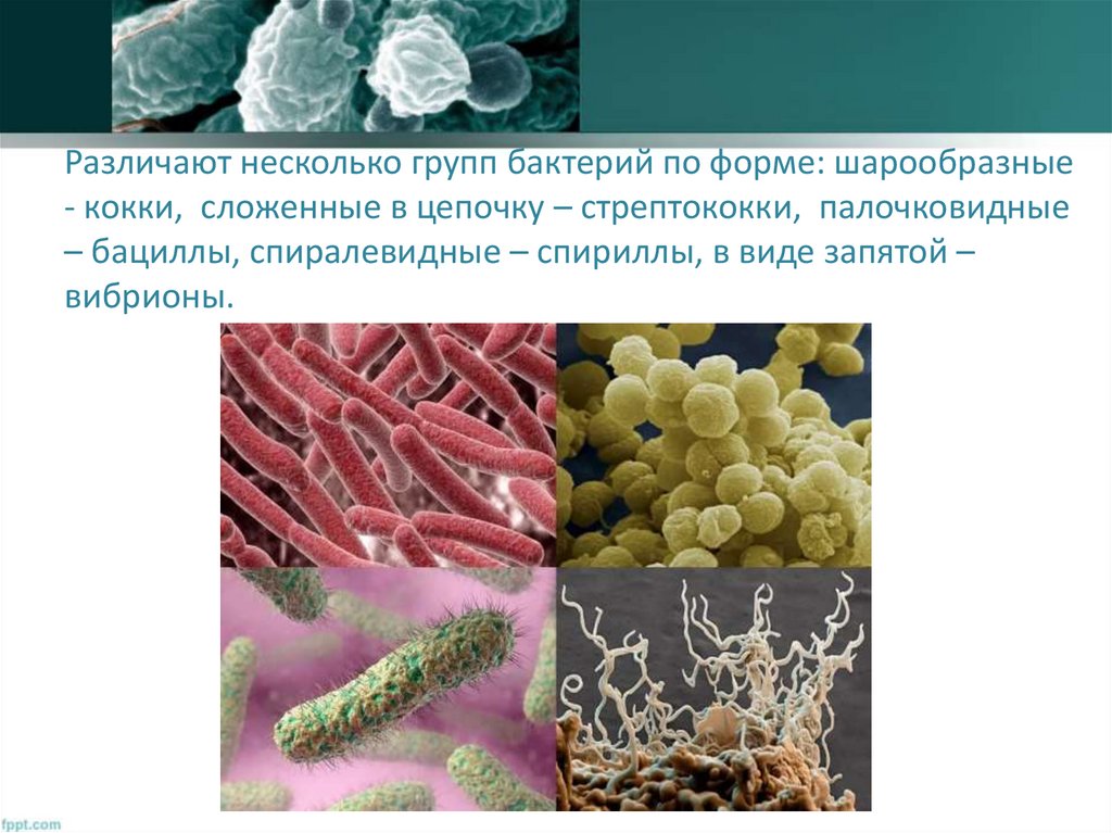 Бактерии примеры названия