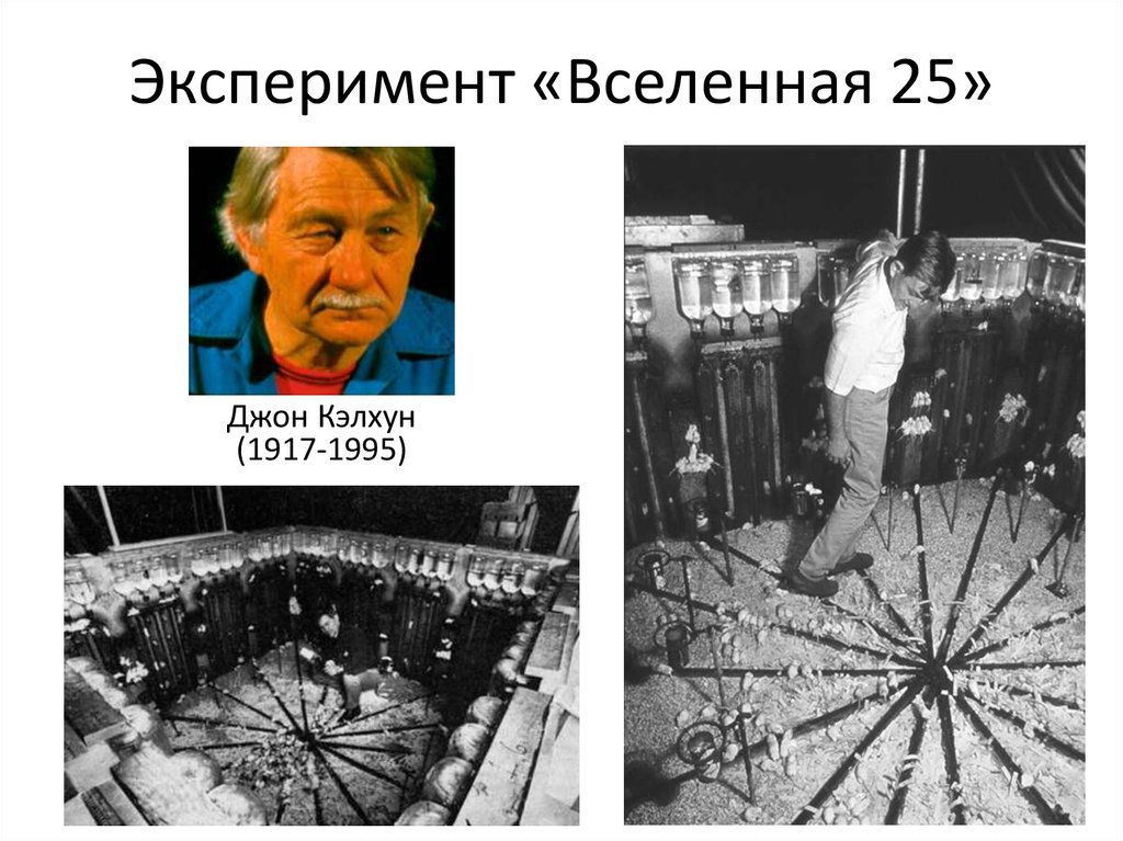 Эксперимент с крысами в идеальных. Джон Кэлхун эксперимент. Джон Кэлхун мышиный рай. Вселенная 25 эксперимент мышиный рай. Джордж Кэлхун эксперимент 1968.