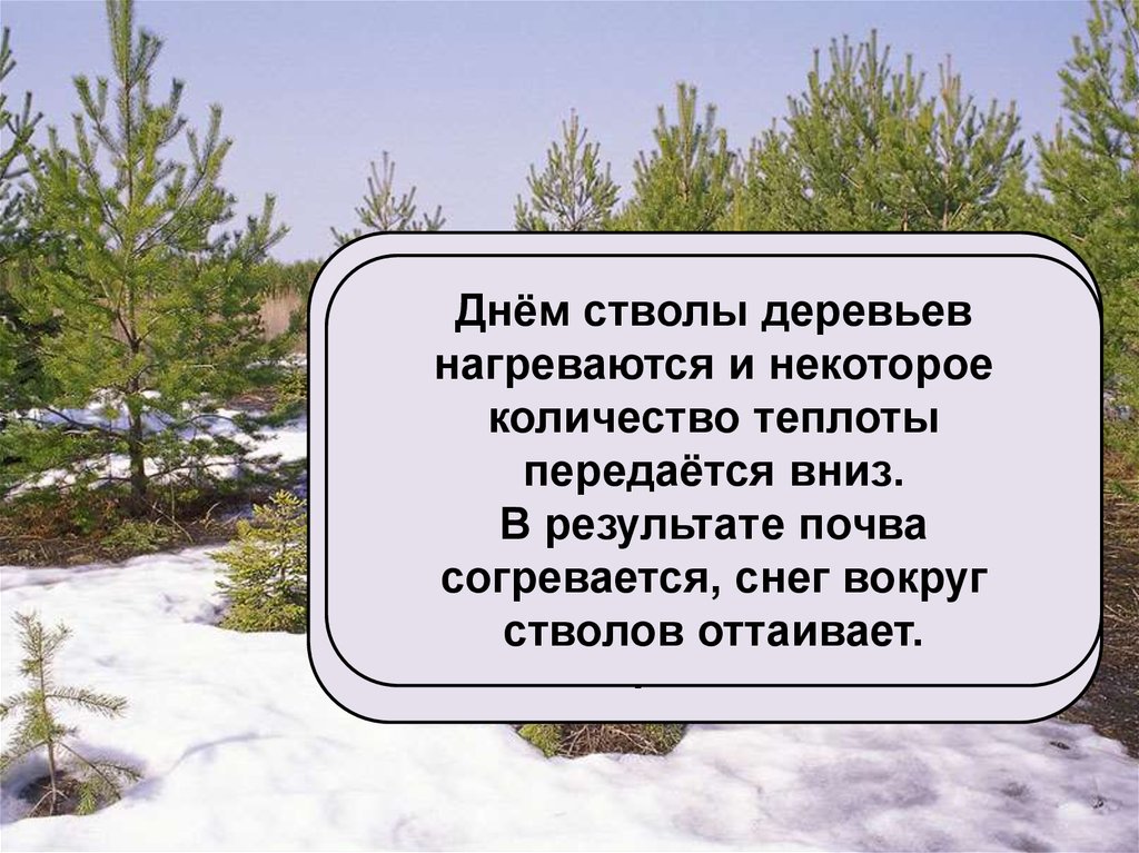 Везде на склонах горы на ветвях деревьев лежал снег схема предложения