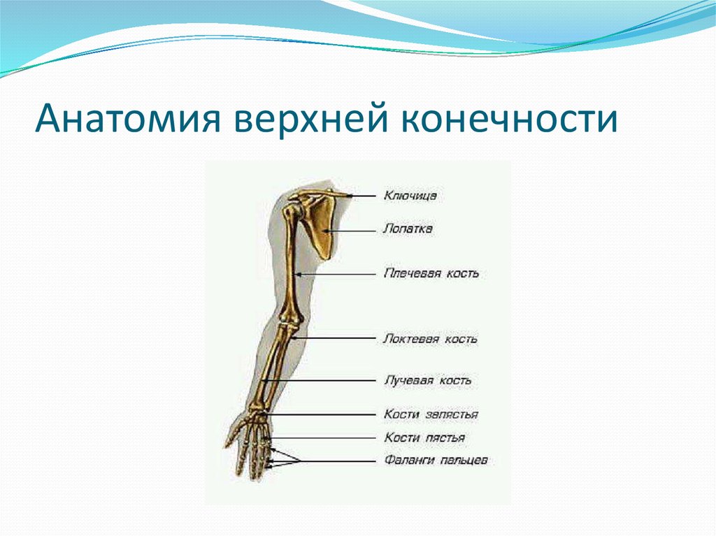 Предплечье на скелете. Строение верхней конечности анатомия. Пояс верхних конечностей анатомия. Верхние конечности человека анатомия. Топографическая анатомия верхней конечности человека.