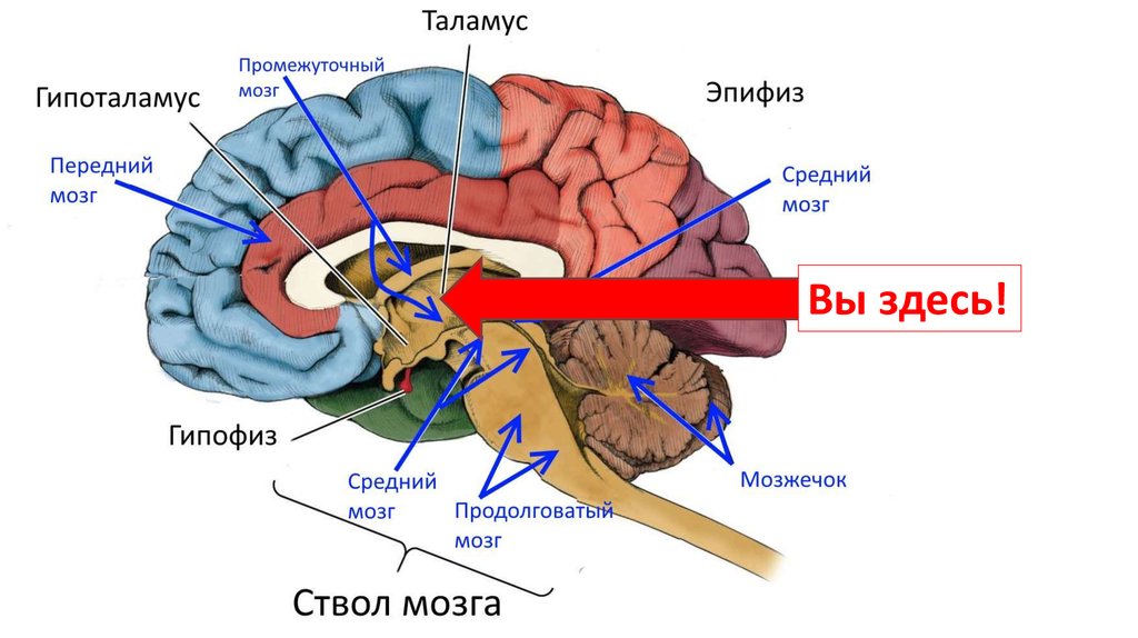 Функции среднего мозга 8 класс биология. Промежуточный мозг тест.