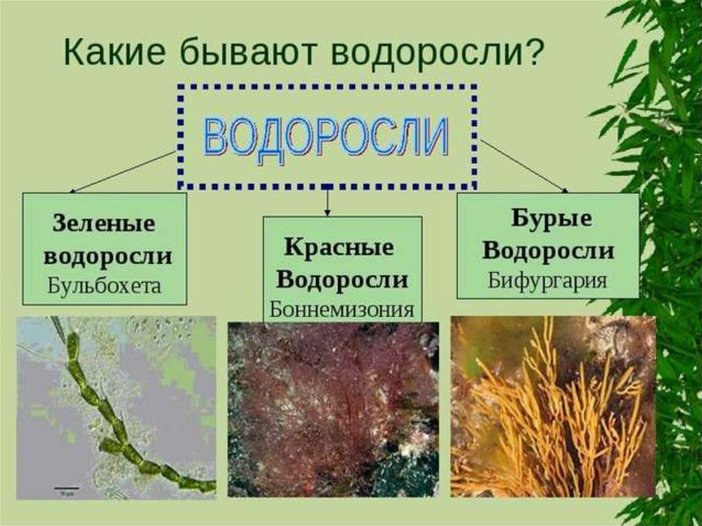 5 водорослей название. Водоросли названия. Типы водорослей. Разные виды водорослей и их названия. Видовое название водорослей.