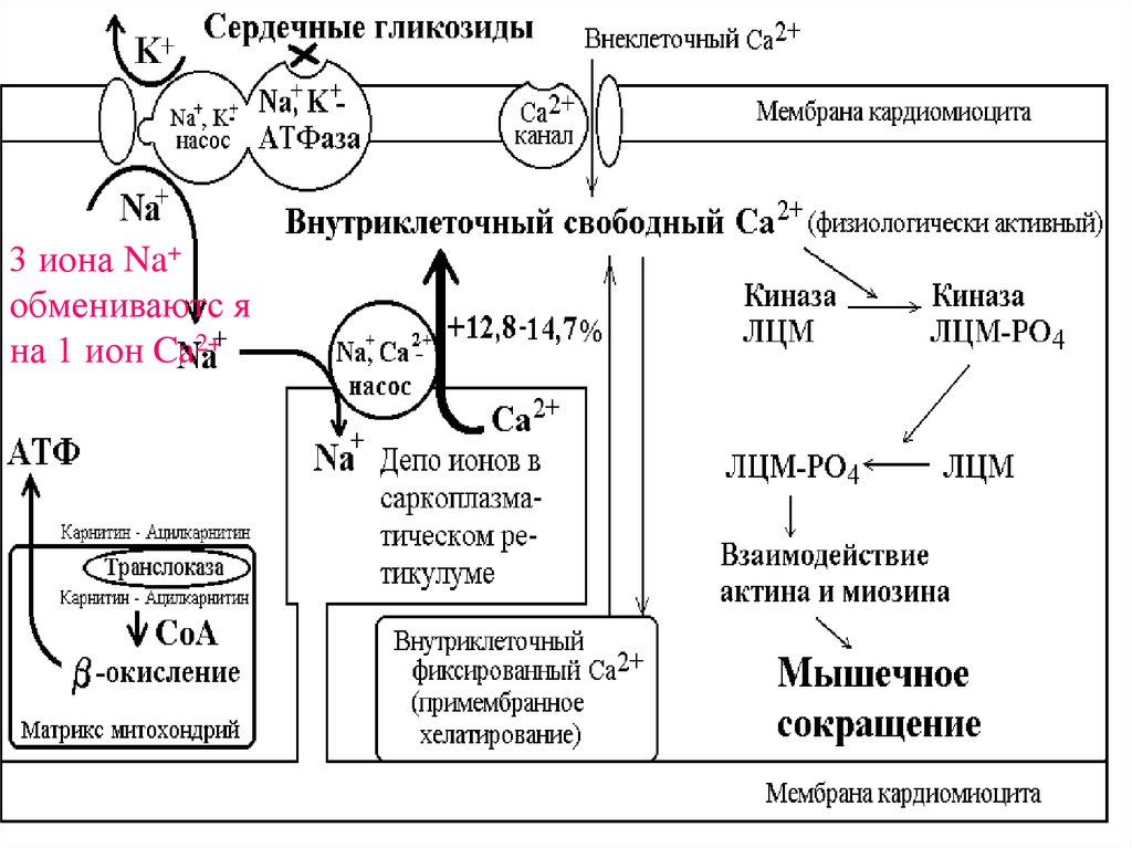 Эффекты гликозидов