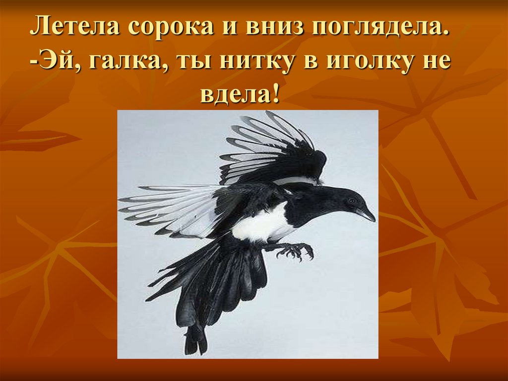 Сорока улетает. Сорока и Галка. Сорока летит. Описание сороки.