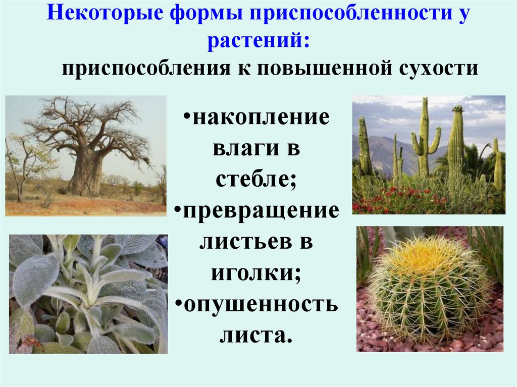 Приспособленность к среде жизни растения. Ксерофиты адаптации. Приспособления растений пустыни. Приспособление растений к влажности. Растения которые приспособились.