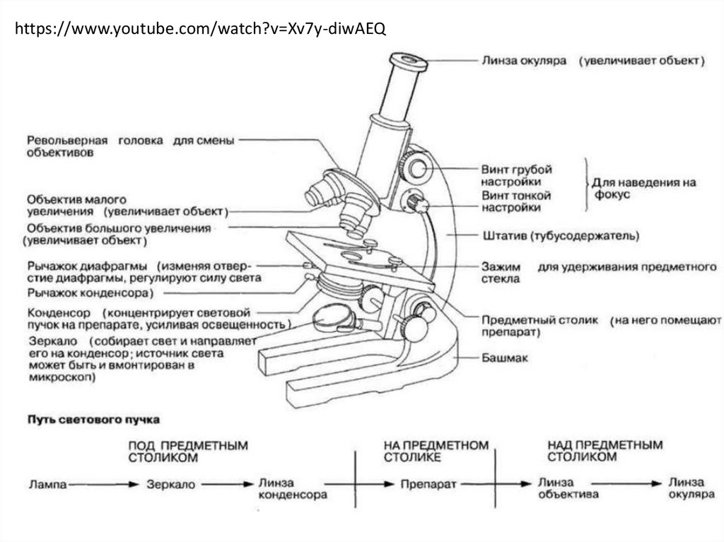 Строение микроскопа и функции его частей. Строение микроскопа револьвер. Микроскоп строение и функции. Строение и функции частей микроскопа. Строение микроскопа 6 класс биология.