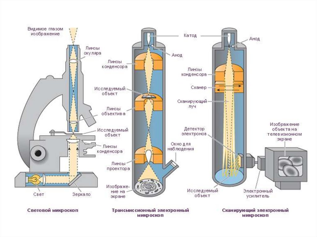 Схема электронного микроскопа