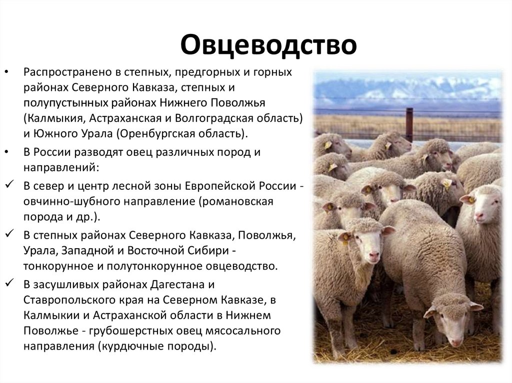 Овцы купить в ставропольском