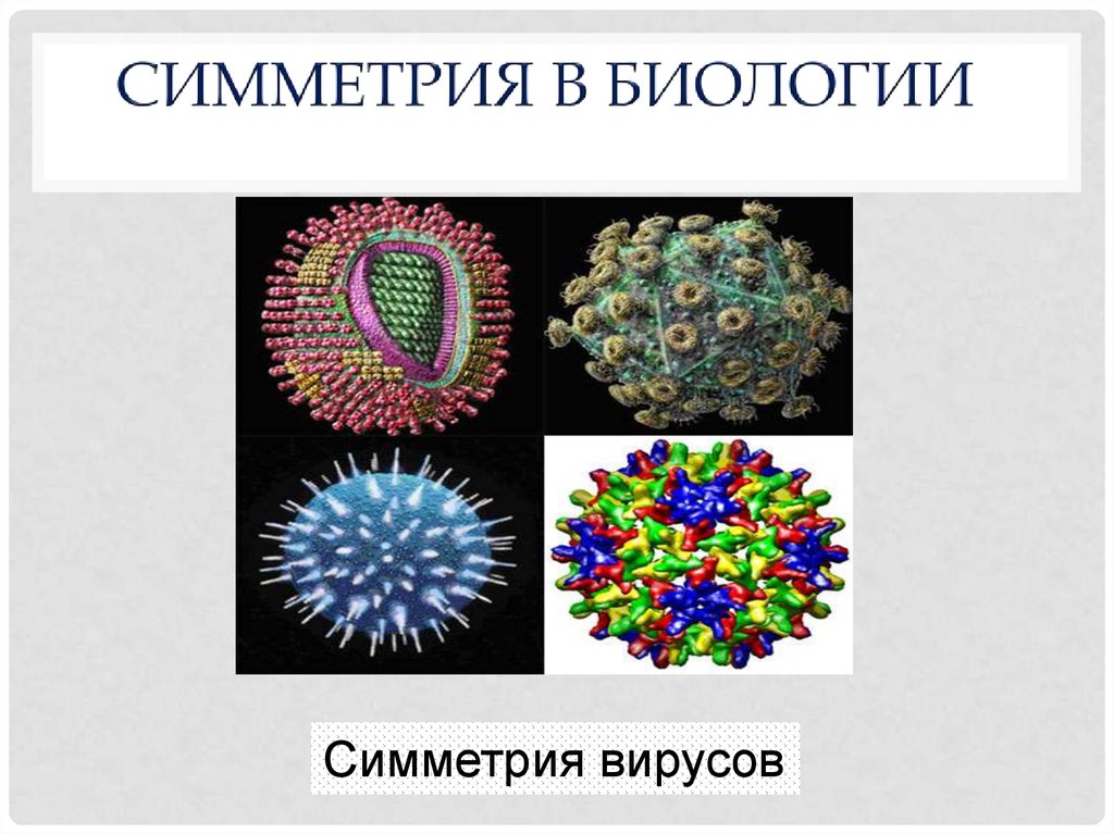 Презентация симметрия в биологии