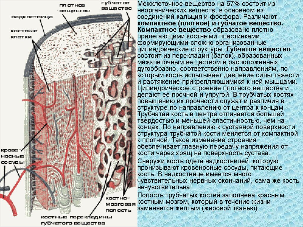 Межклеточное вещество. Межклеточное вещество состоит. Состав межклеточного вещества. Межклеточное вещество кости. Плотное компактное вещество.