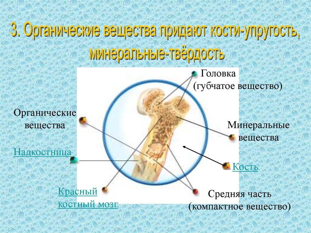 Упругость кости. Органические вещества придают кости. Органические вещества придают костям. Упругость кости придает органическое вещество. Органические вещества придающие кости эластичность.