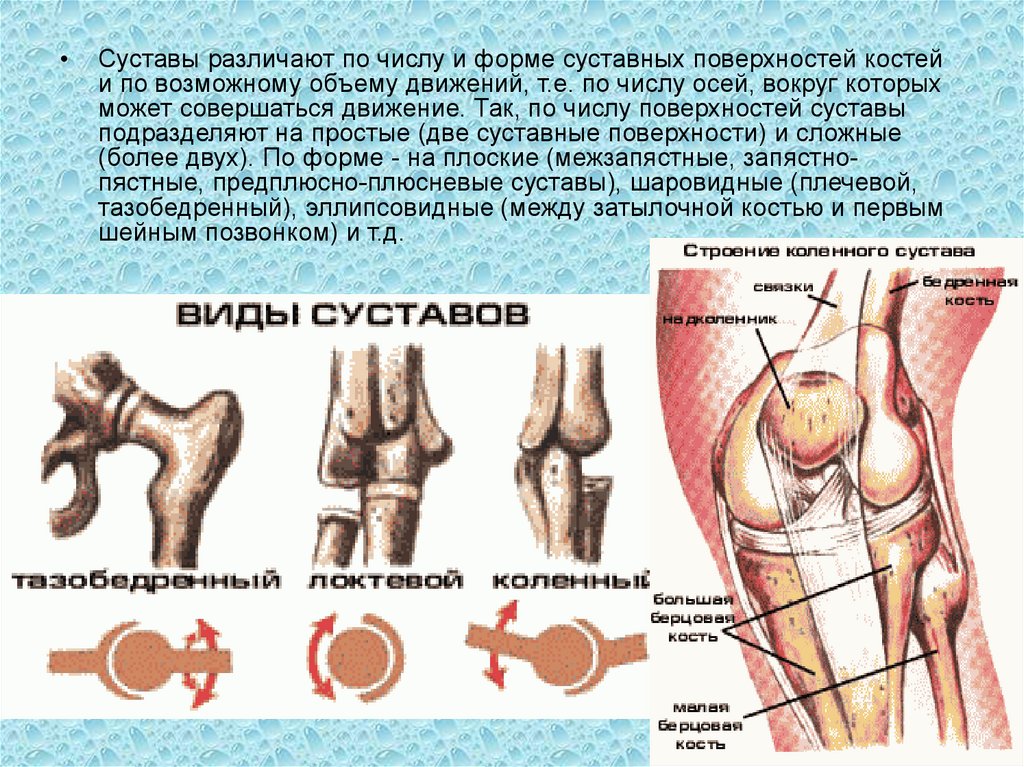 Какие есть суставы. Коленный сустав сочленяющиеся кости. Классификация костей суставов связок. Суставы человека анатомия. Типы суставов по форме суставных поверхностей.