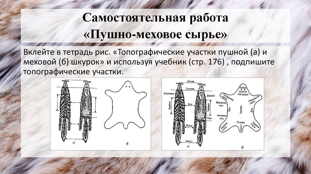 Пушно меховые и овчинно шубные товары презентация