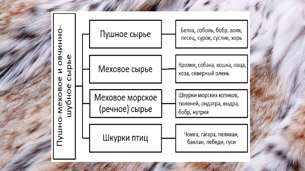 Пушно меховые и овчинно шубные товары презентация