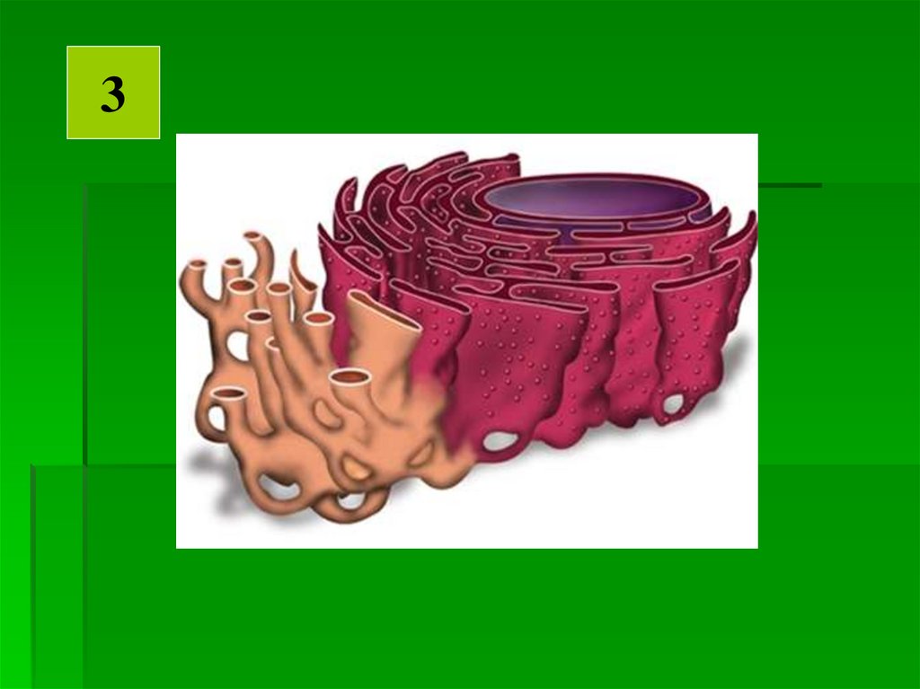 Установи какими цифрами на рисунке обозначены следующие клеточные органоиды эндоплазматическая сеть