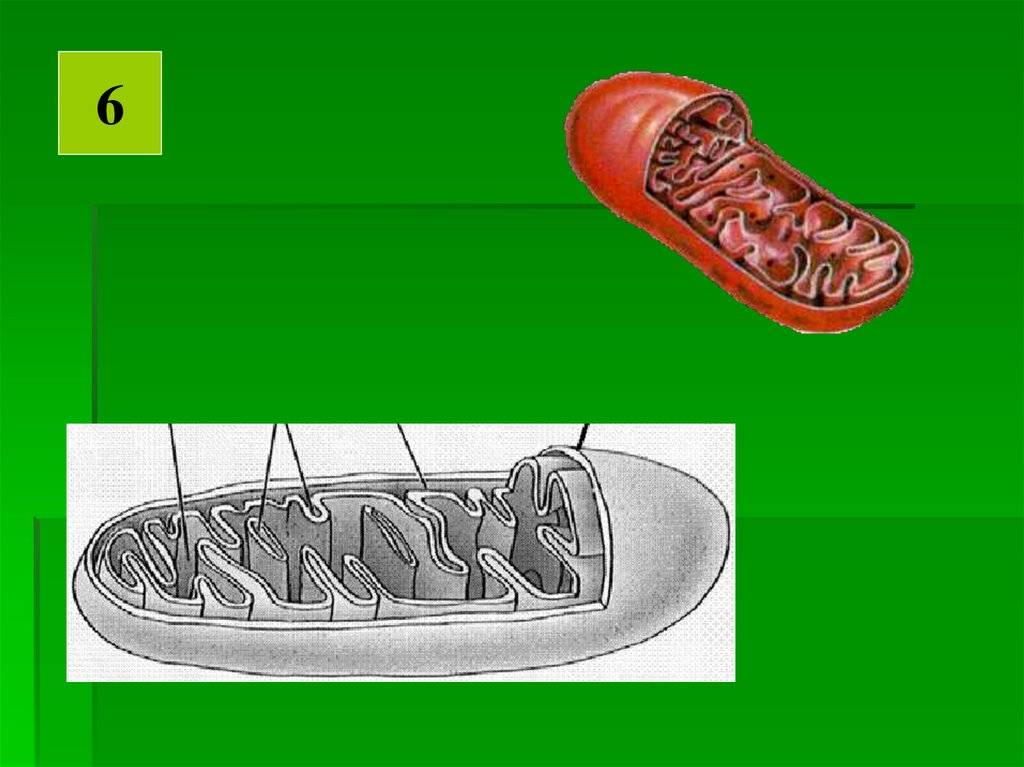 Окисление органических веществ в клетках. Органоиды рисунок. Органоиды клетки проверочная. Как называется органоид изображенный на рисунке. Как называются органоид изобрпжеенный на рискнке.