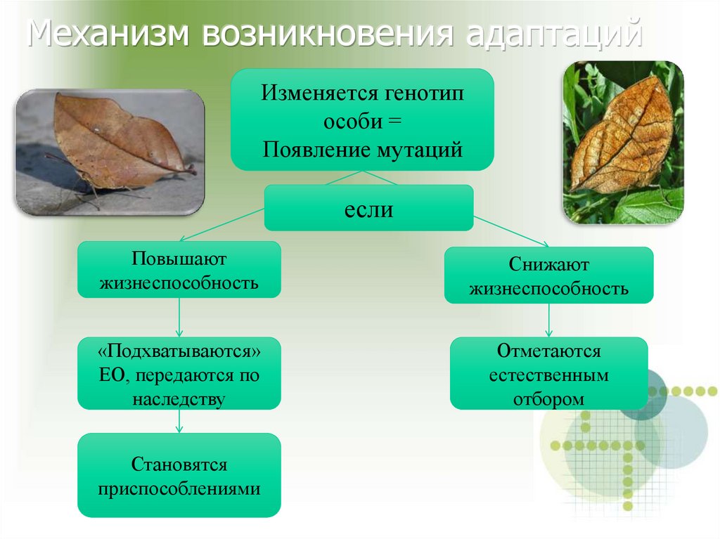 Многообразие видов как результат эволюции презентация