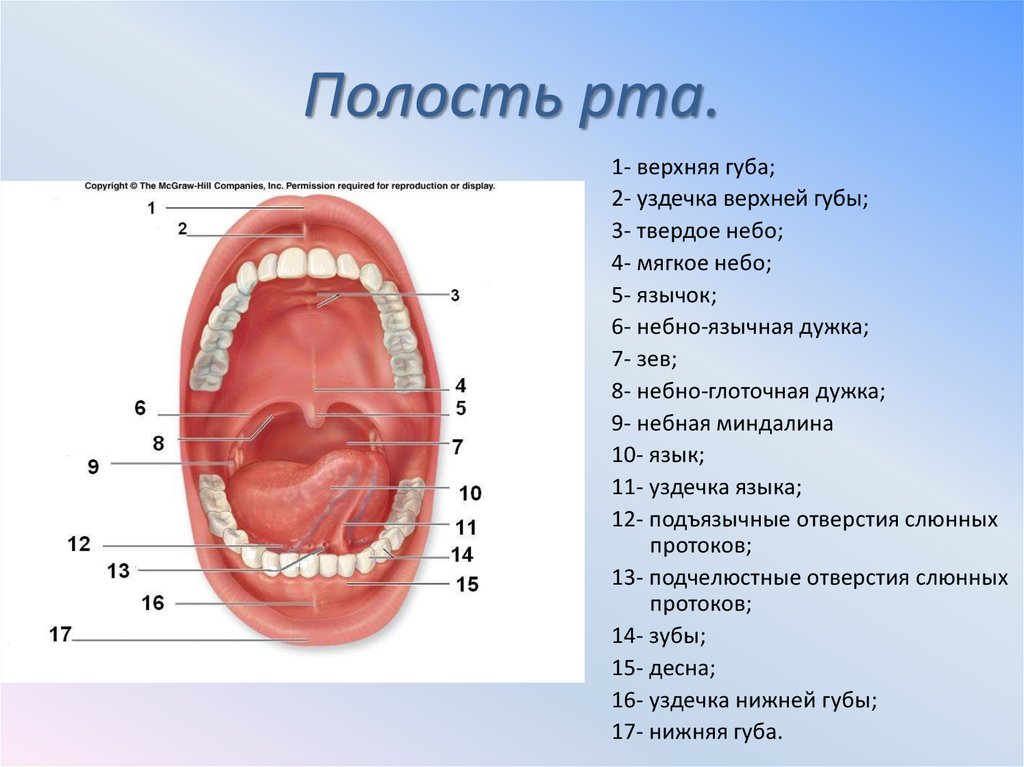 Проект полость рта. Строение ротовой полости схема. Ротовая полость (органы, строение стенок).